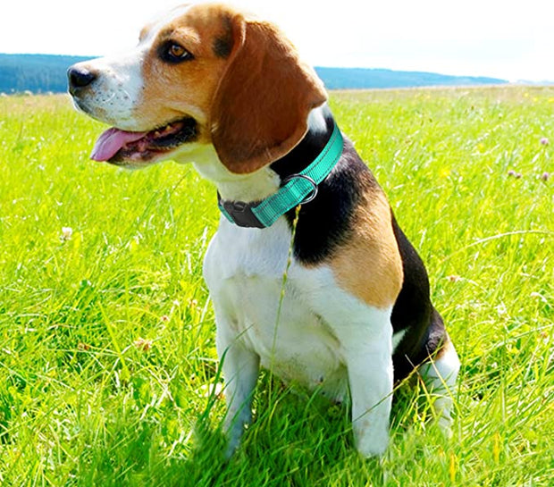 BLUETREE Collars for animals,Reflective Dog Collar,Soft Neoprene Padded Breathable Nylon Pet Collar Adjustable for Medium Dogs